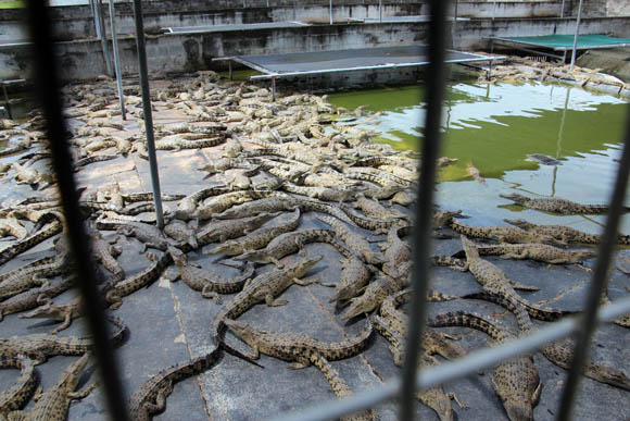Krokodilfarm Lae 2012, Foto: Jürgen Stadler