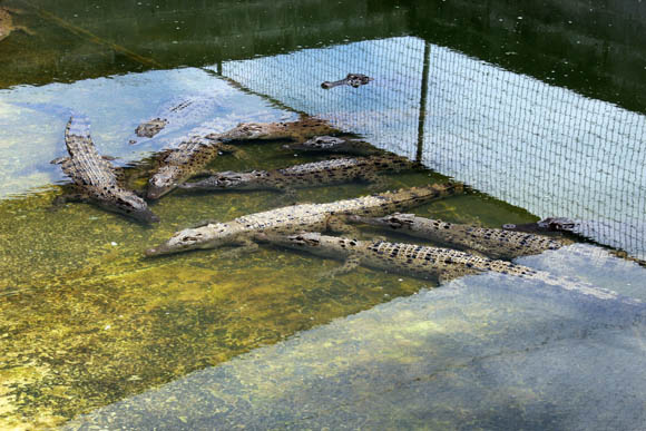 Krokodilfarm Lae 2012, Foto: Jürgen Stadler