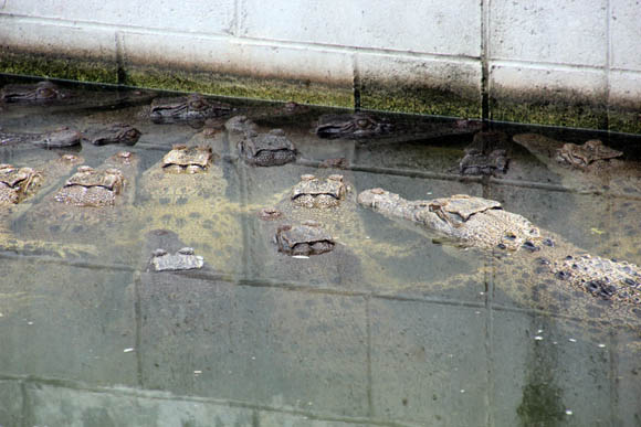 Krokodilfarm Lae 2012, Nr. 42, Foto: Jürgen Stadler